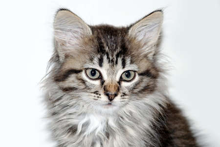 Little gray kitten portrait up isolated on white background.の写真素材