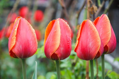 Red tulips on green background, leaves, water drops, natureの写真素材