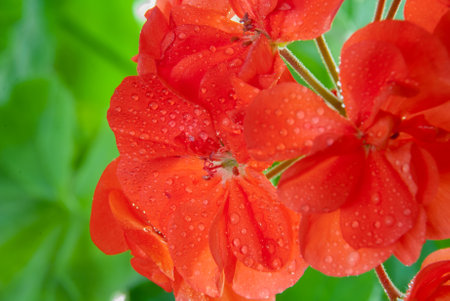 Red geranium blooms with water drops close-upの写真素材