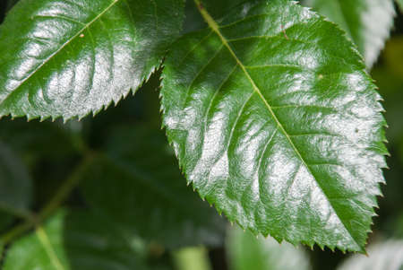 Green rose leaf isolated in the garden.の写真素材
