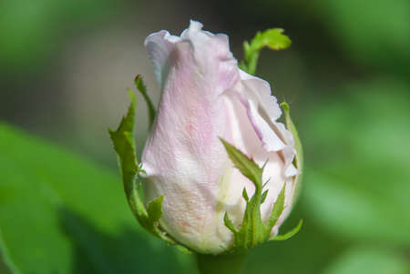 Bud of a rose on a green background.の写真素材