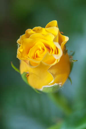 Beautiful yellow rose flower in a gardenの写真素材