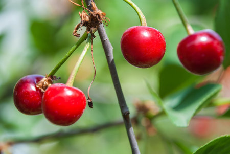 Cherries hanging on a cherry tree branch.