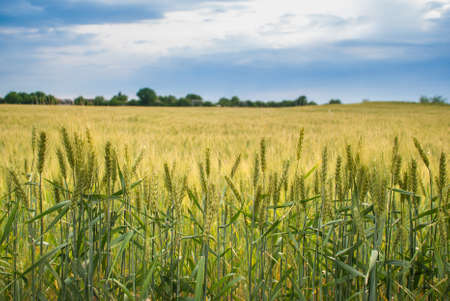 field of rye wheat, fieldの写真素材