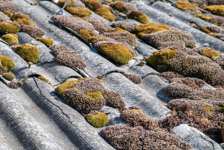 Green moss and algae on slate roof tilesの写真素材