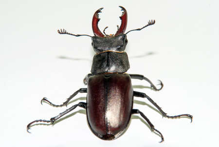 Male stag beetle, Lucanus cervus isolated on white background.の写真素材