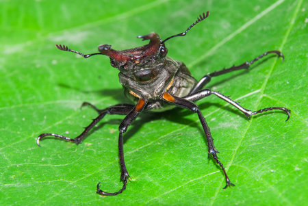 Stag beetle Lucanus cervus. macro