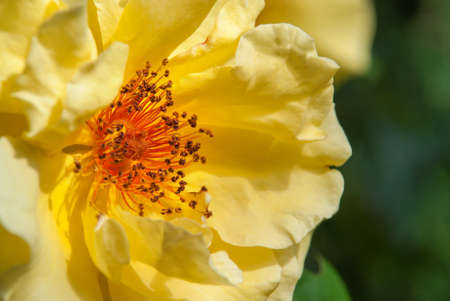 Beautiful yellow rose flower in a gardenの写真素材