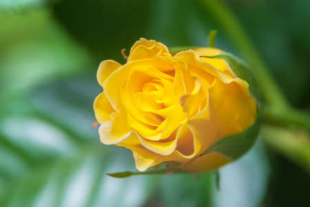 Beautiful yellow rose flower in a gardenの写真素材