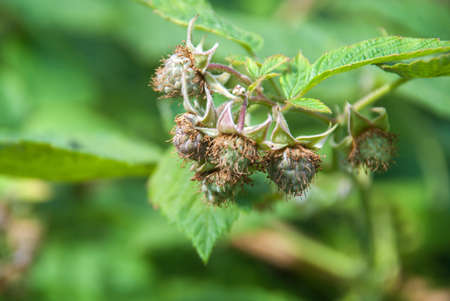Raspberry Flower Buds close upの写真素材