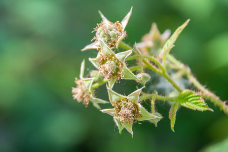 Young shoots of raspberries. Flowering raspberriesの写真素材