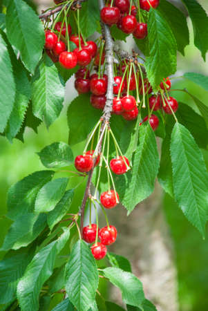 Cherry hanging on a cherry tree branchの写真素材