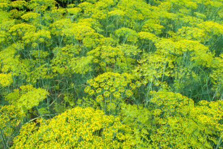 Flower dill spices growing in the gardenの写真素材
