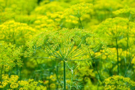 Flower dill spices growing in the gardenの写真素材
