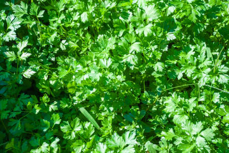 Parsley. Petroselinum parsley leaves macroの写真素材