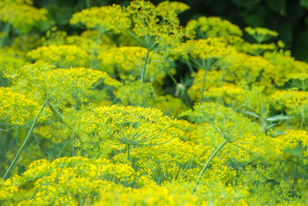 Flower dill spices growing in the gardenの写真素材