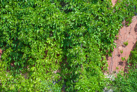 Old stone wall with ivy as background.の写真素材