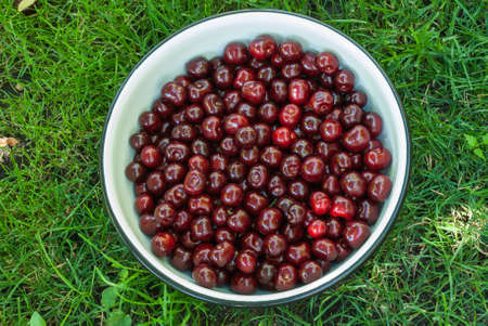 Cherry. Red fresh bunch of cherries on the table.の写真素材