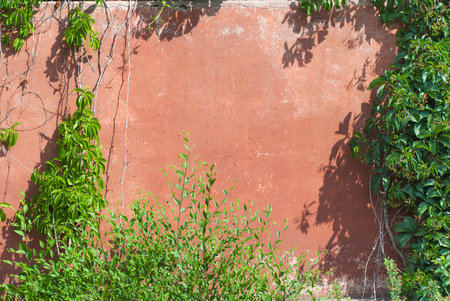 Old stone wall with ivy as background.の写真素材