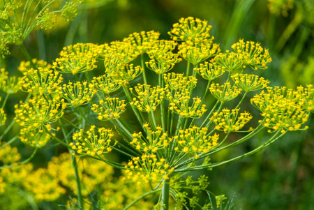 Flower dill spices growing in the gardenの写真素材