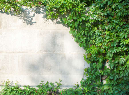 Green ivy covered wall as background image.の写真素材