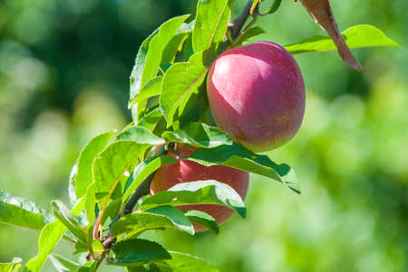 Plum purple with green leaves growing in the garden.の写真素材