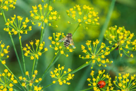 Flower dill spices growing in the gardenの写真素材