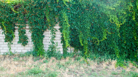 Green ivy covered wall as background image.の写真素材