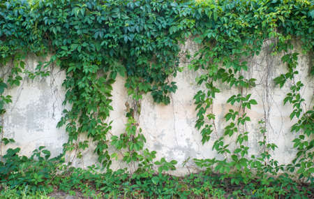Green ivy covered wall as background image.の写真素材