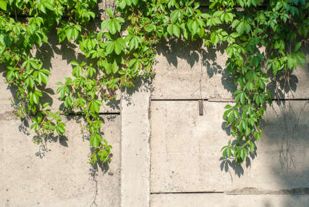 Green ivy covered wall as background image.の写真素材