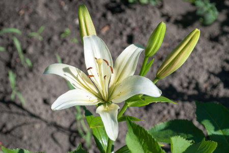 Flowering white liliy in a summer garden.の写真素材