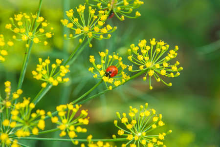 Flower dill spices growing in the gardenの写真素材