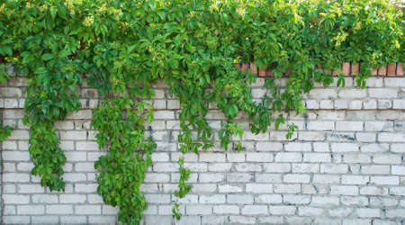 Green ivy covered wall as background image.の写真素材
