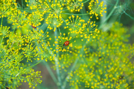 Flower dill spices growing in the gardenの写真素材
