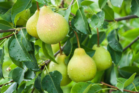 Fresh juicy pears on pear tree branch. Organic pears in natural environment.の写真素材