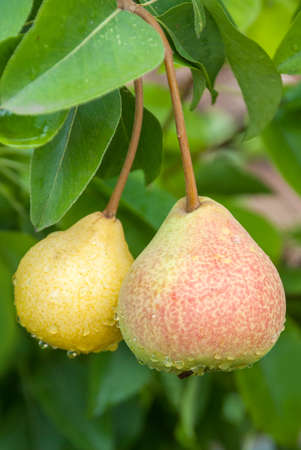 Fresh juicy pears on pear tree branch. Organic pears in natural environment.の写真素材