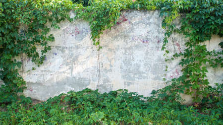 Green ivy covered wall as background image.の写真素材
