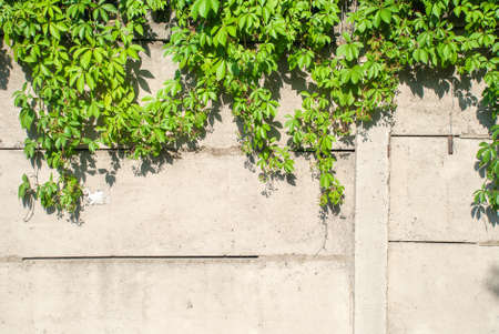 Green ivy covered wall as background image.の写真素材