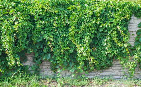 Green ivy covered wall as background image.の写真素材