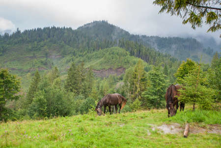 Horses on green alpine pasture.の写真素材