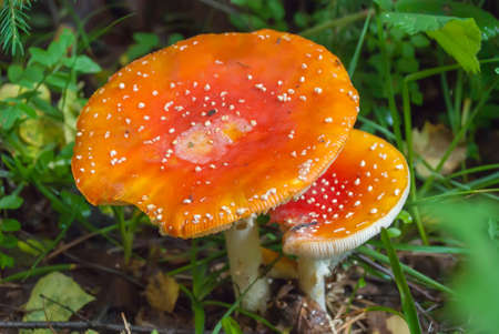 Amanita Muscaria, poisonous mushroom. Photo has been taken in the natural forest background.の写真素材