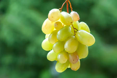 Wine grapes on the vine. Sunny vineyard on the background.の写真素材