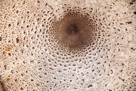 Top close-up view of big toxic procera mushroom growing in coniferous forest. Round dotted textured detail of poisonous fungusの写真素材