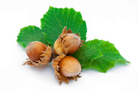 Hazelnuts with leaves isolated on white background.の写真素材