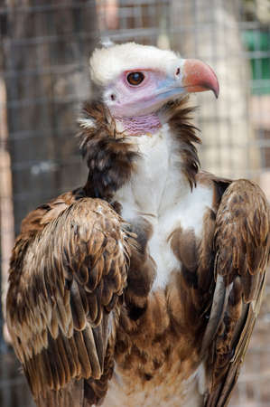 Trigonoceps occipitalis portrait close upの写真素材