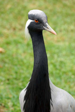 Demoiselle Crane Portrait, Anthropoides virgoの写真素材