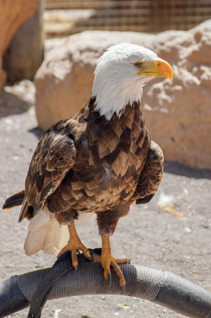 Portrait of Bald eagle (Haliaeetus leucocephalus)