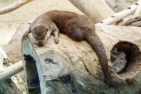 Otter - Lutra lutra in nature. sleepの写真素材