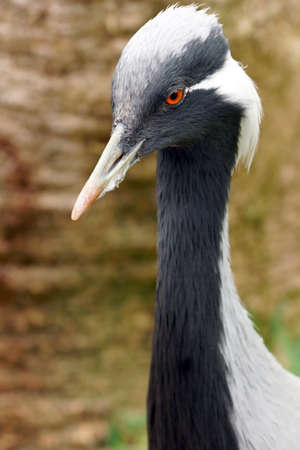Demoiselle Crane Portrait, Anthropoides virgoの写真素材