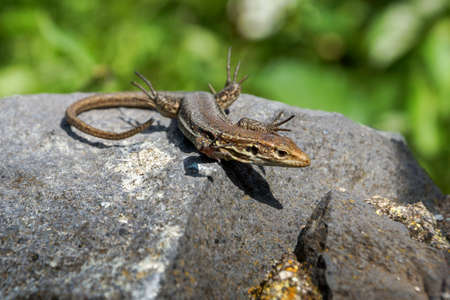 lizard is sitting on the big stone.の写真素材